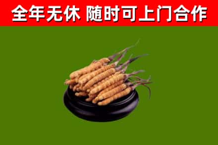 尧都区回收冬虫夏草